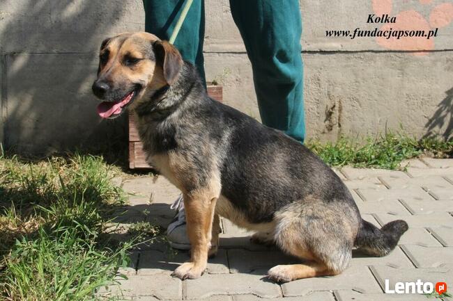 Kolka - energiczna sunia