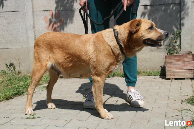 Lambada - sunia czeka na dom