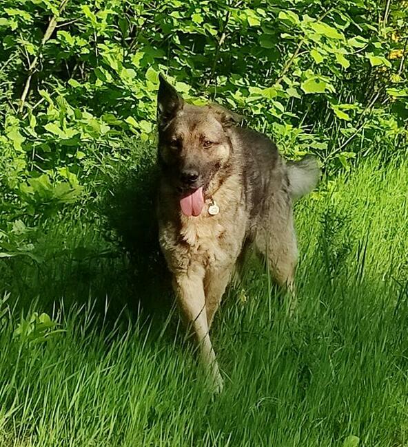 AMOS w typie owczarka niemieckiego szuka domu