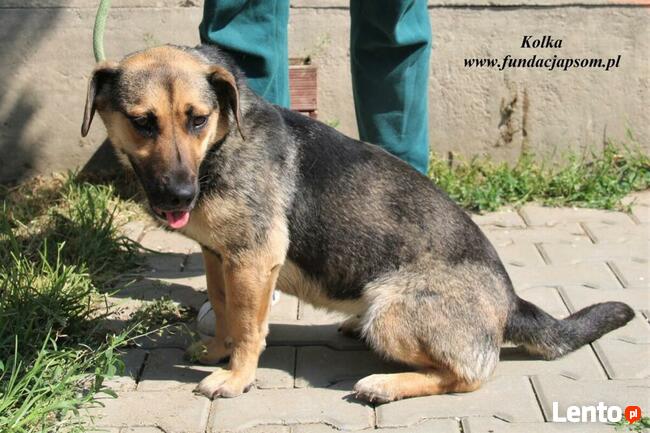 Kolka - energiczna sunia