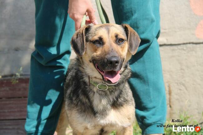 Kolka - energiczna sunia