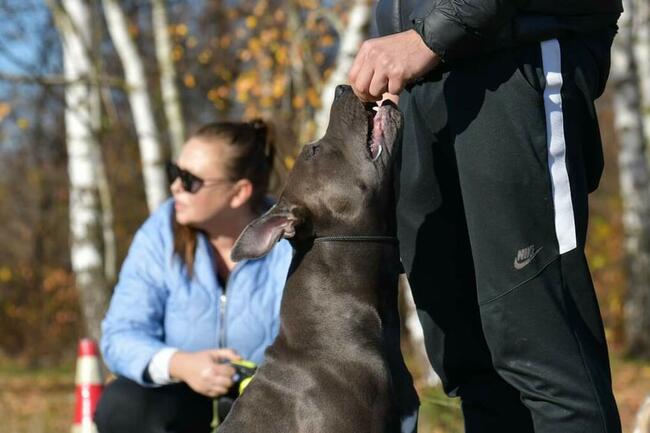 TEAM-DOG Szkolenie Psów Hotel