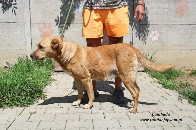 Lambada - sunia czeka na dom