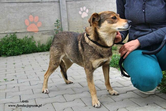 Artis - fajny pies