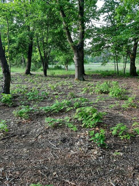 Sprzedam działkę w malowniczej okolicy