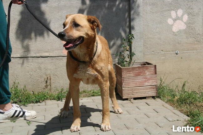 Lambada - sunia czeka na dom