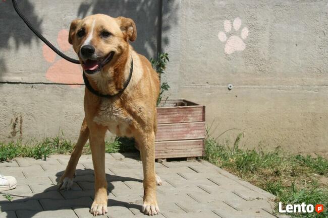 Lambada - sunia czeka na dom