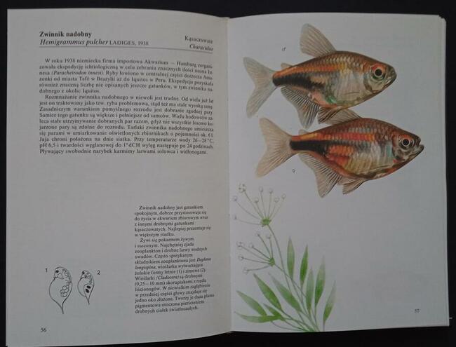 Tropikalne ryby akwariowe