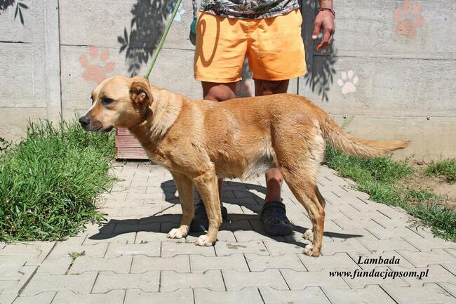 Lambada - sunia czeka na dom