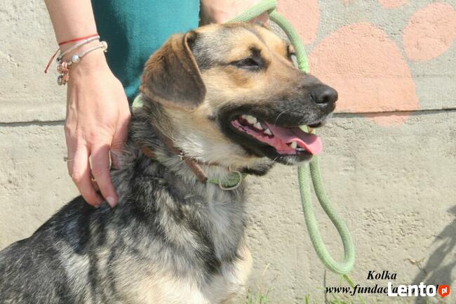 Kolka - energiczna sunia