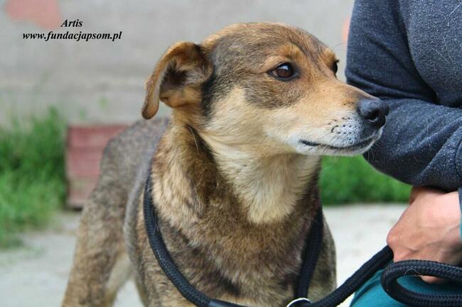 Artis - fajny pies