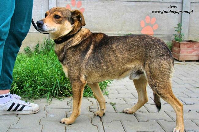 Artis - fajny pies