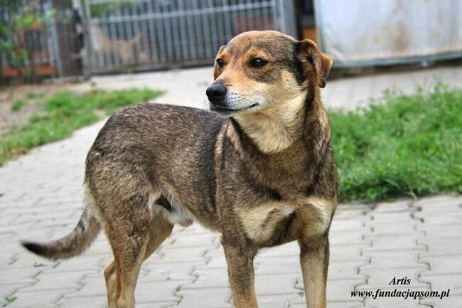 Artis - fajny pies