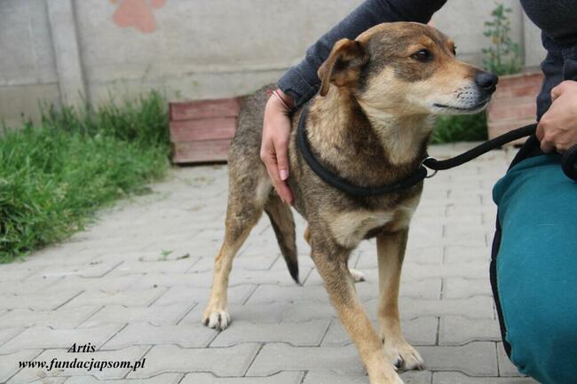 Artis - fajny pies