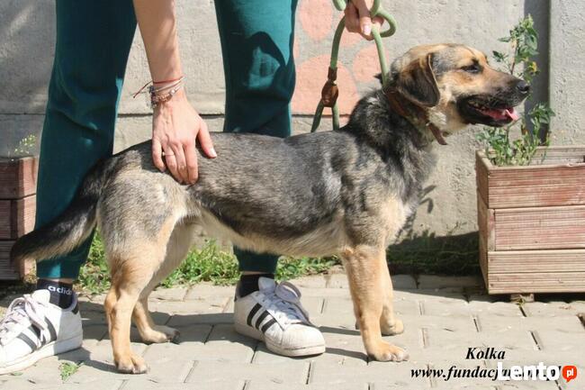 Kolka - energiczna sunia