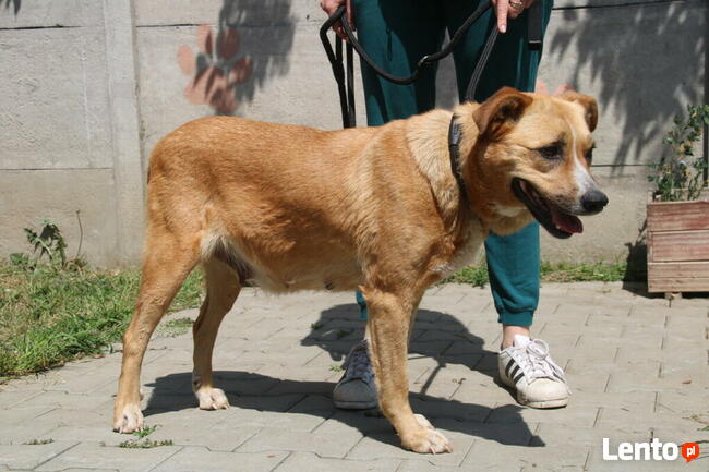 Lambada - sunia czeka na dom