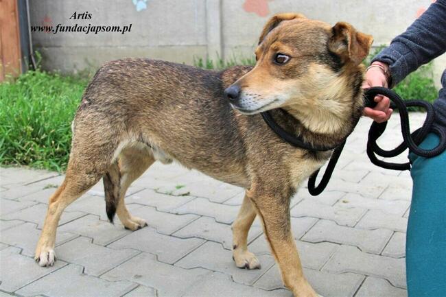 Artis - fajny pies