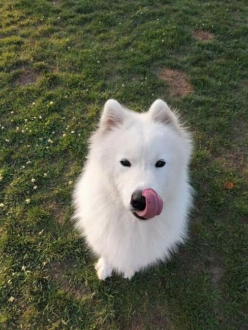 TEAM-DOG Szkolenie Psów Hotel