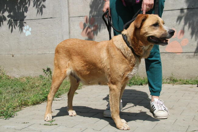 Lambada - sunia czeka na dom