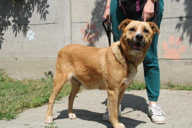 Lambada - sunia czeka na dom