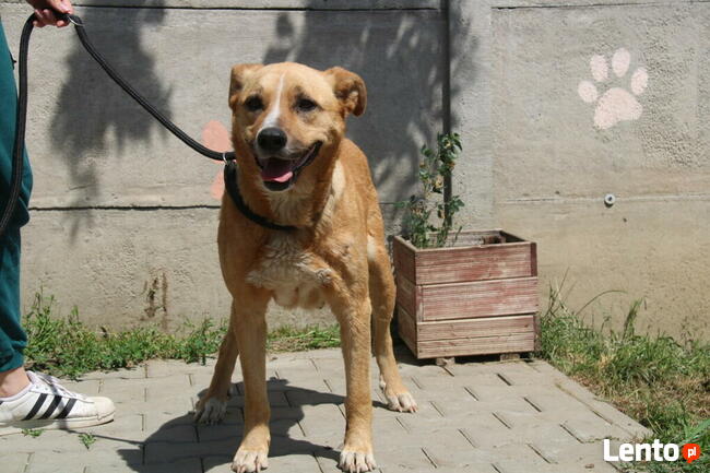 Lambada - sunia czeka na dom