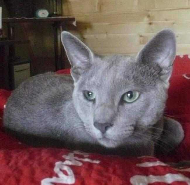 Krycie - Kocur rasy rosyjskiej niebieski z rodowodem wielop.