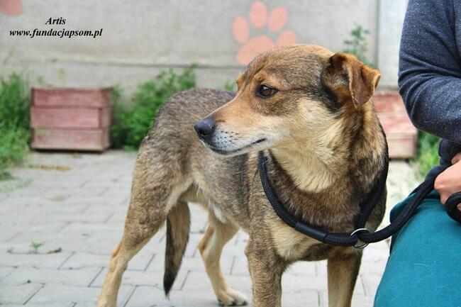 Artis - fajny pies