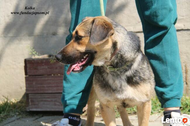 Kolka - energiczna sunia