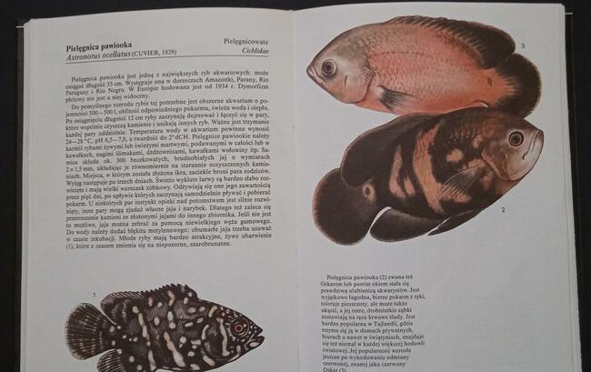 Tropikalne ryby akwariowe