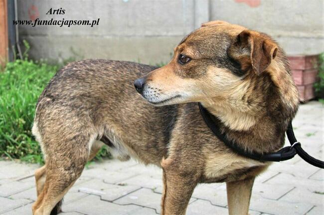 Artis - fajny pies