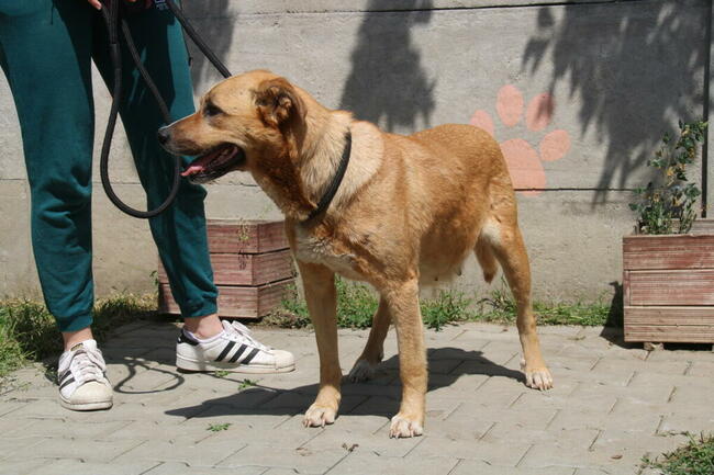 Lambada - sunia czeka na dom