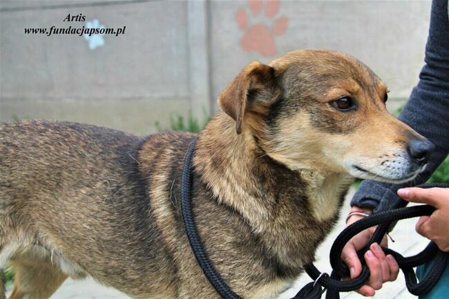 Artis - fajny pies