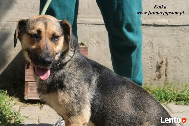 Kolka - energiczna sunia