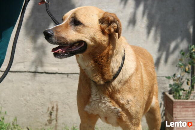 Lambada - sunia czeka na dom