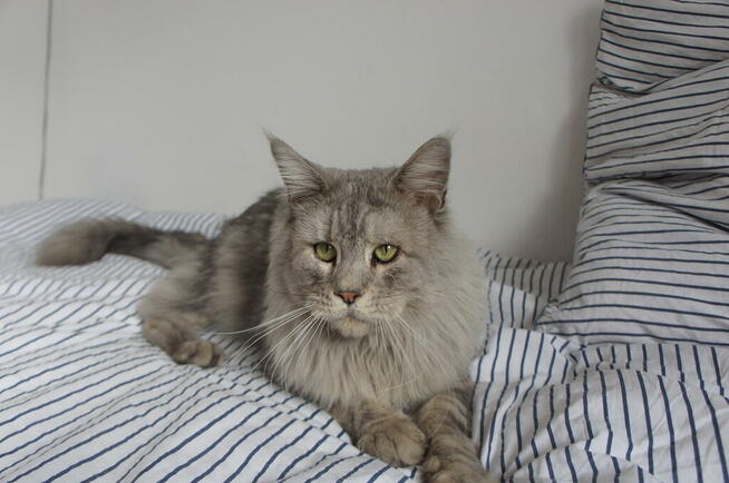 piękne MAINE COON - rasowe olbrzymy