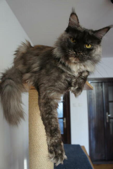 piękne MAINE COON - rasowe olbrzymy