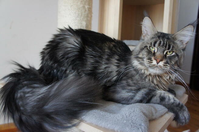 piękne MAINE COON - rasowe olbrzymy