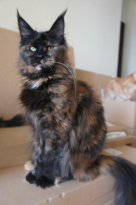 piękne MAINE COON - rasowe olbrzymy