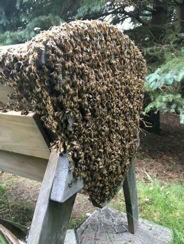 Usune pszczoły usuwanie roje pszczół za darmo ule pszczele