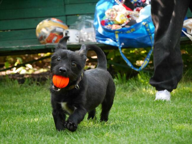 Nochal ok 3 let. mały w typ psiak czeka na dom Maria Terl.