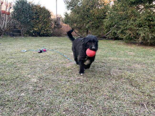 Nochal ok 3 let. mały w typ psiak czeka na dom Maria Terl.