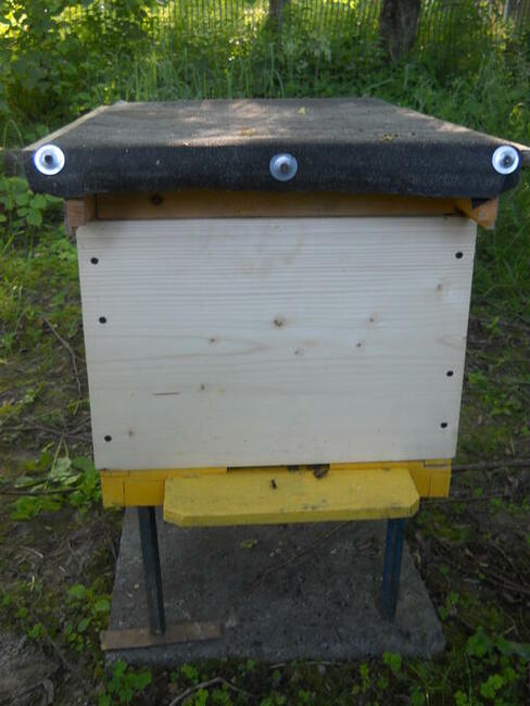 Pszczoły silne rodziny z ulem dadanowskim.