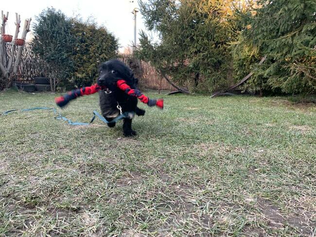 Nochal ok 3 let. mały w typ psiak czeka na dom Maria Terl.