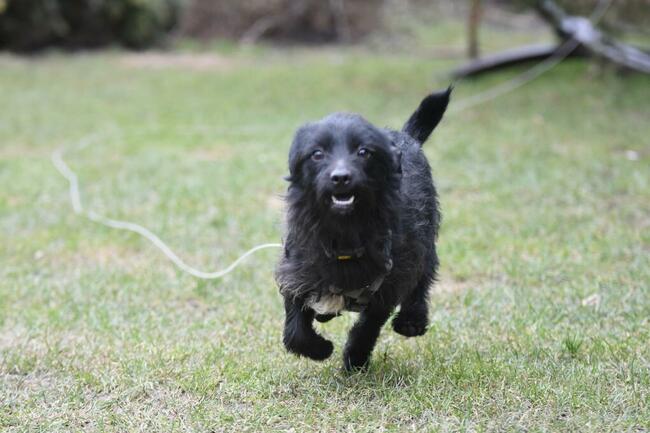 Nochal ok 3 let. mały w typ psiak czeka na dom Maria Terl.
