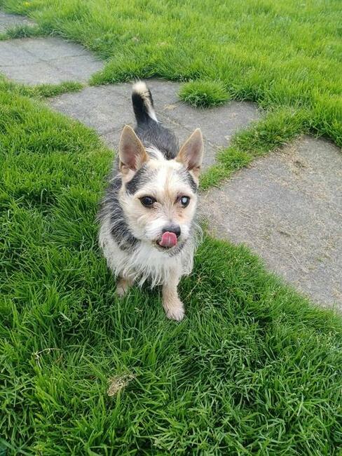 Siwy czeka na dom Fundacja