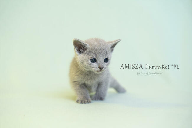 Kocięta Rosyjskie Niebieskie