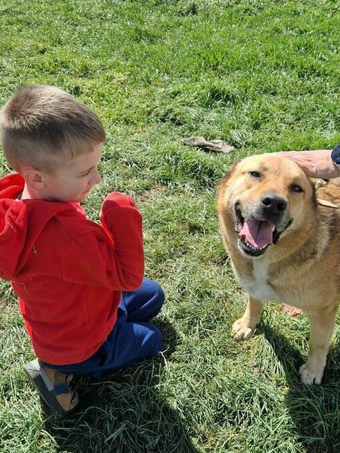 Sofi - przyjazna, młoda suczka szuka domu!