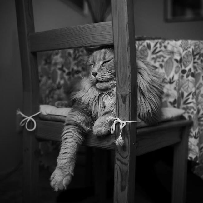 Opieka nad kotem, hotel dla kota, Kalisz + 50 km