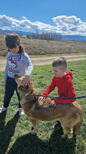 Sofi - przyjazna, młoda suczka szuka domu!