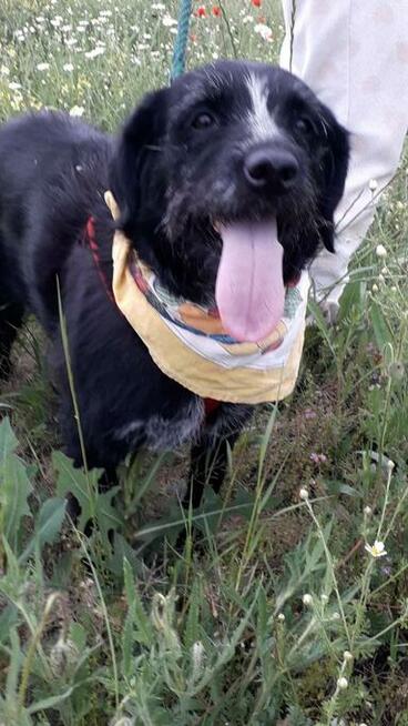 Dejna - psi anioł do pokochania od zaraz!